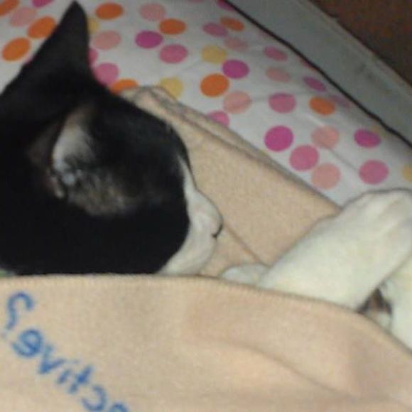 Meet your Posher, Lester - Picture 1 of 1